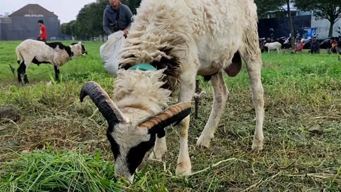 Sacrificial animals Video stock 285256222