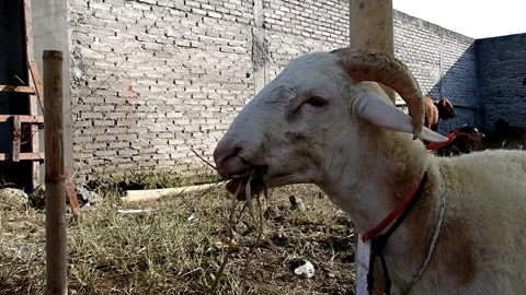 Sacrificial animals Stock Footage 335825293