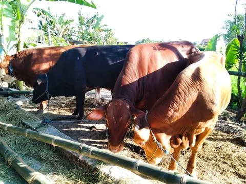 Sacrificial Cow Stock Photos