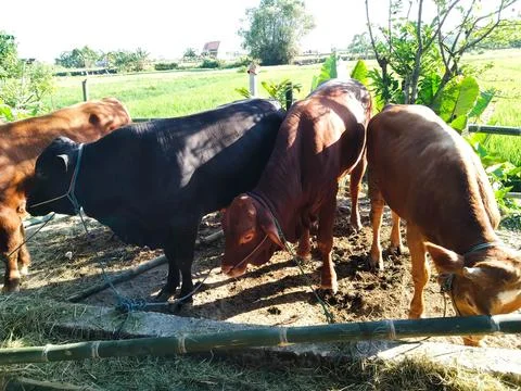 Sacrificial Cow Stock Photos
