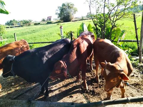 Sacrificial Cow Stock Photos
