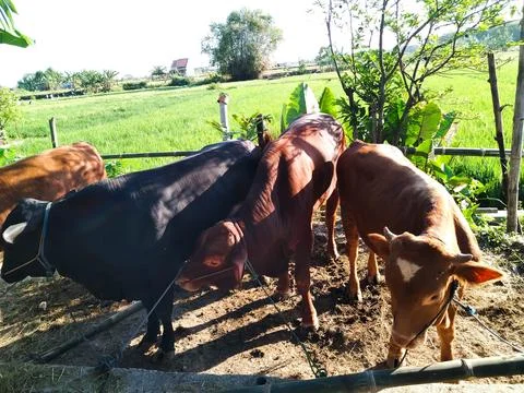 Sacrificial Cow Stock Photos