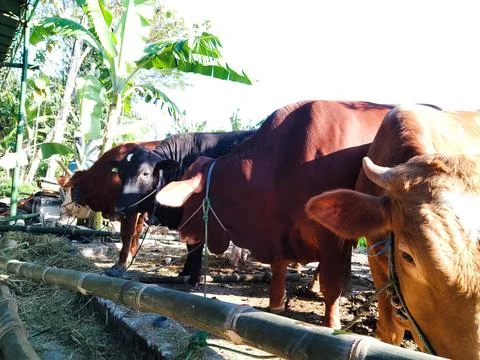 Sacrificial Cow Stock Photos