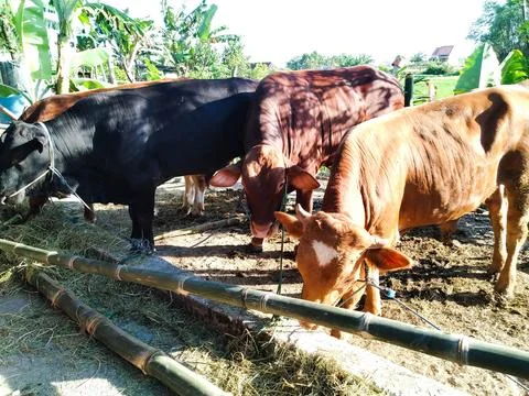 Sacrificial Cow Stock Photos