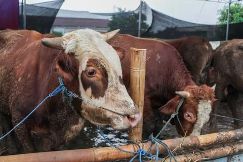 Sacrificial Cows in Shelter Ahead of Eid al-Adha Stock Photos