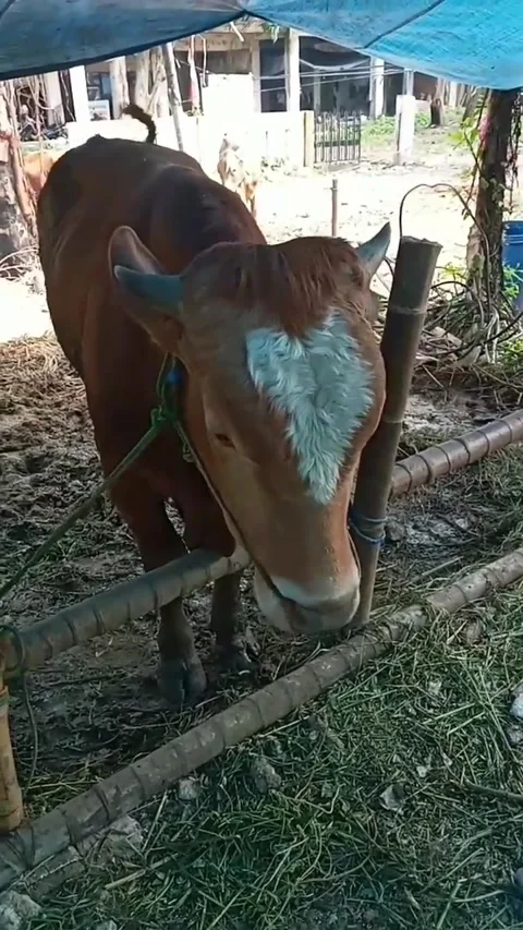 Sacrificial cow(sapi Qurban) Stock Footage 244695038