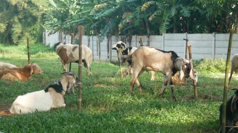 Sacrificial goat tied to a bamboo pole in the grass Stock Footage 310639375