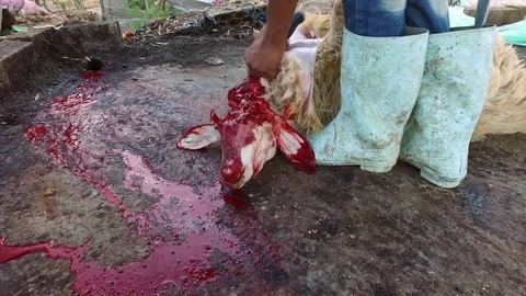 Sacrificial lamb, the day of sacrifice. Stock Footage 77147697
