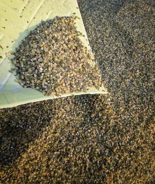 Sacrificial offering , Pattern of Paper and bean,rice,sesame,perfumed power,l Stock Photos