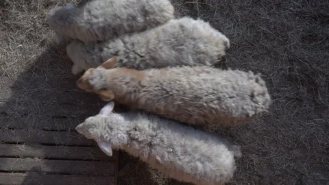 Sacrificial sheep on the farm. Eid al-Adha or the Feast of Sacrifice Stock Footage 156432506