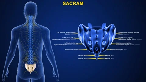 Sacrum anatomy | Stock Video | Pond5