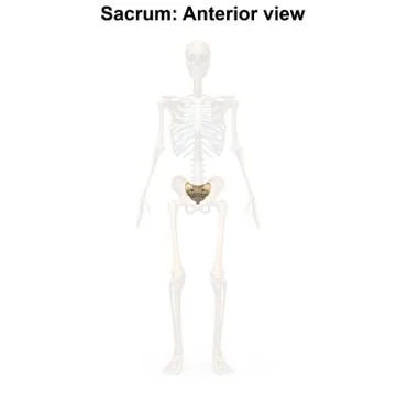 Sacrum Anterior view Stock Illustration