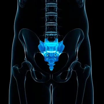 Sacrum; artwork Stock Illustration