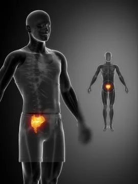 SACRUM black x--ray bone scan 스톡 일러스트