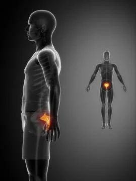 SACRUM black x--ray bone scan Stock Illustration