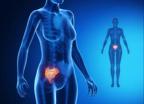 SACRUM blue x--ray bone scan Stock Illustration