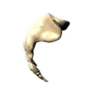 Sacrum - Lateral view / Side view 스톡 일러스트