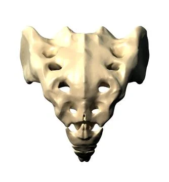 Sacrum - Posterior view / Back view 스톡 일러스트