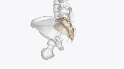 The sacrum is the triangular bone just below the lumbar vertebrae Ilustração Stock