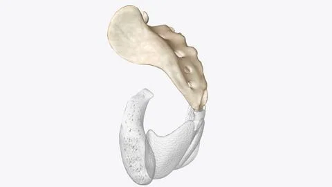 The sacrum is the triangular bone just below the lumbar vertebrae Stock Illustration