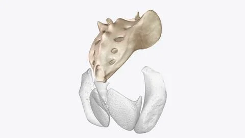 The sacrum is the triangular bone just below the lumbar vertebrae Stock Illustration