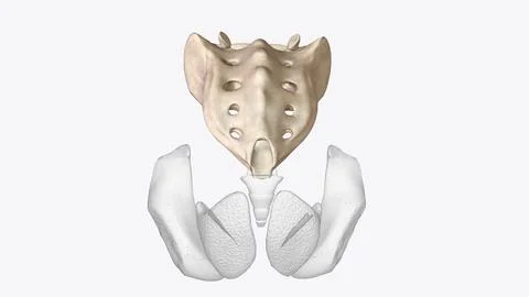 The sacrum is the triangular bone just below the lumbar vertebrae Ilustração Stock