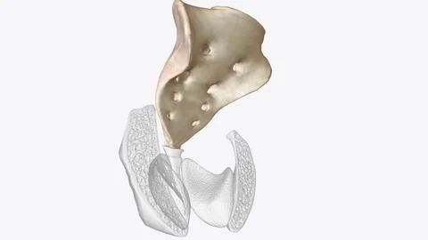 The sacrum is the triangular bone just below the lumbar vertebrae Ilustração Stock
