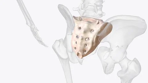 The sacrum is the triangular bone just below the lumbar vertebrae Stock Illustration