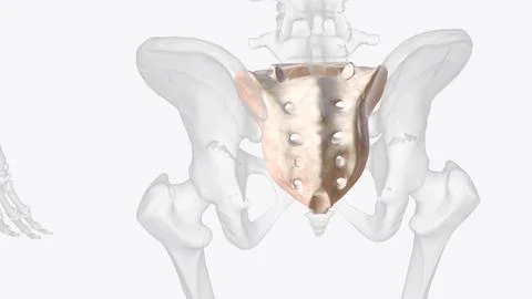 The sacrum is the triangular bone just below the lumbar vertebrae Stock Illustration