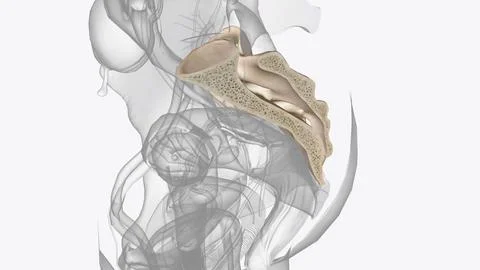 The sacrum is the triangular bone just below the lumbar vertebrae Stock Photos