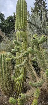 Сacti of different types Foto stock