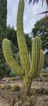 Сactus with 3 branches Foto stock