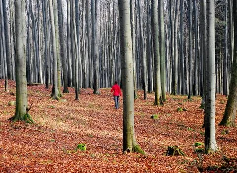 Sad abandoned and empty forest where a lone girl in a red jacket goes Stock Photos