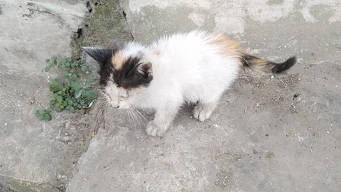 Sad abandoned calico kitten looking sick and vulnerable on the ground Stock Footage 339377482