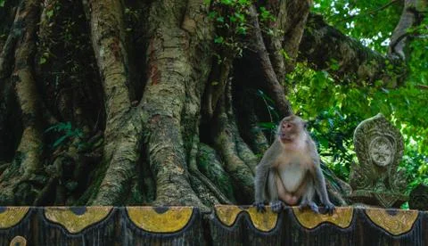Sad abandoned monkey sitting on the side of the road thinking at the Stock Photos