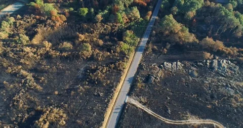 The sad and desolate aftermath of a devastating forest fire A Barren and Li.. 스톡 동영상 317157983