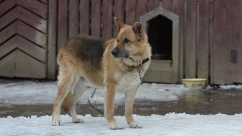 A sad and scared dog stands on the snow and then sits down Stock Footage 147856918