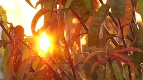 Sad autumn sunset Video stock 8688574