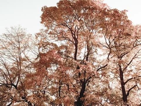 Sad autumn tree Stock Photos