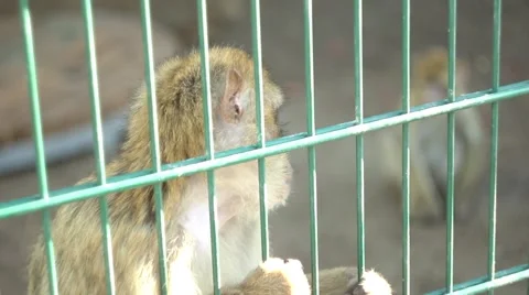 Sad Barbary Macaque at the cell, at the zoo Stock Footage 68331753