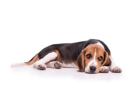 Sad Beagle lying, isolated Stock Photos