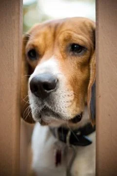 Sad Beagle Stock Photos
