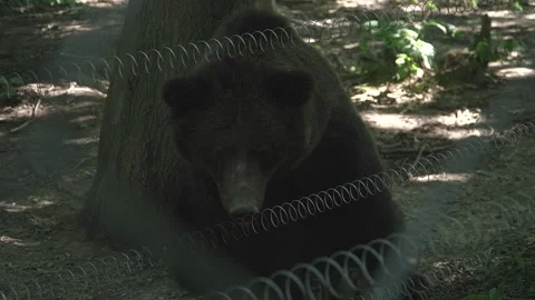 A sad bear sits in an enclosure behind barbed wire Stock Footage 317781195