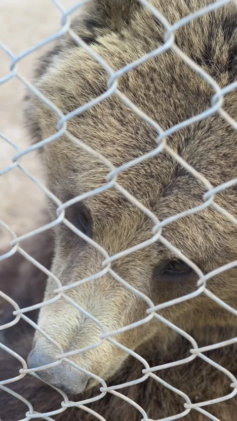 Sad bear in zoo cage. Ursus arctos brown bear standing behind fence in enclosure Stock-Footage 331995623
