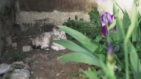 Sad beautiful cat lying in the corner near the house behind green plants Stock Footage 108815836
