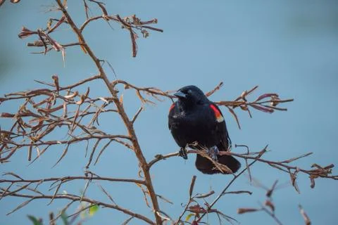 Sad bird Stock Photos