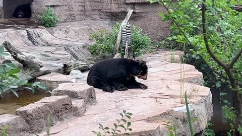 Sad Black Bear in Zoo Stock Footage 251782644