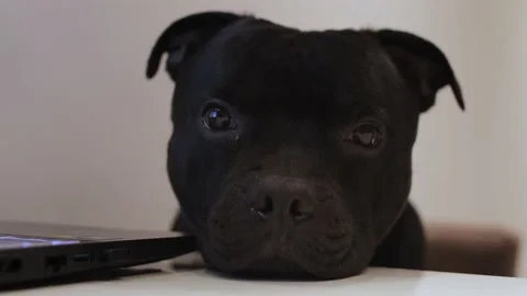 Sad black dog put the head on the table Stock Footage 199973244