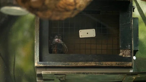 A sad black monkey in his zoo cage Stock Footage 82674172