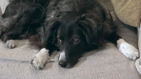 Sad Border Collie dog lying on a sofa Stock Footage 331674373